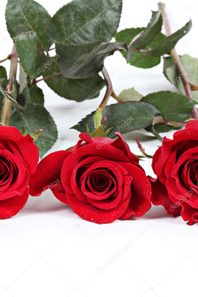 Three stunning red roses in a row with leaves on white background ...