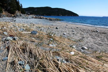 kırsal newfoundland kumlu plaj manzara