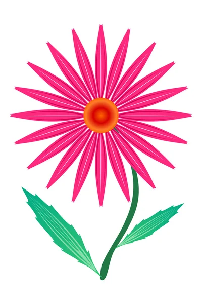 Fialový echinacea (Echinacea purpnrea) — Stockový vektor