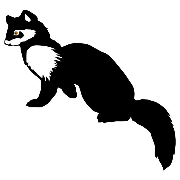 Соболь (Мартес Зибеллина)
)