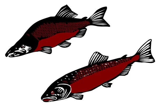 大西洋鲑鱼 (鲑撒拉族迪) — 图库矢量图片