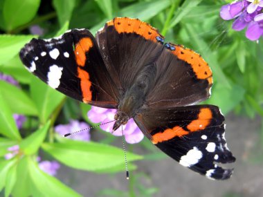 Kelebek Amiral (Vanessa atalanta)