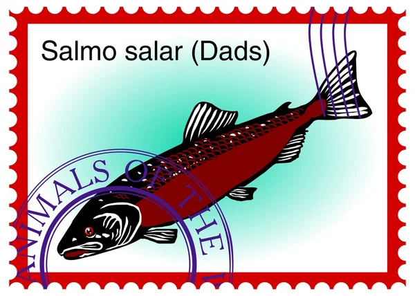 Vector stamp with fish "Salmo salar (dads)" — Stock Vector
