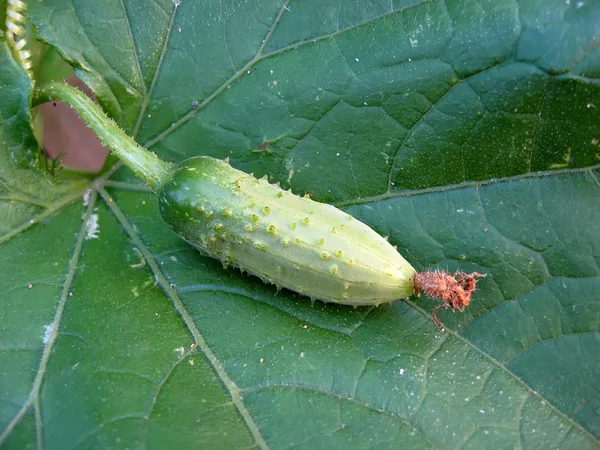 stock image Cucumber on own leaf