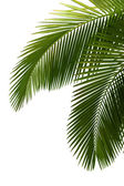 tropical coconut palms | Free backgrounds and textures | Cr103.com