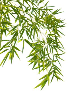 Bamboo leaves clipart