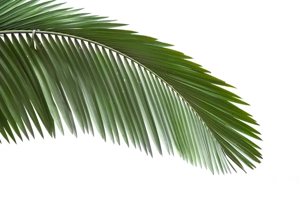 棕榈树的叶子 — 图库照片