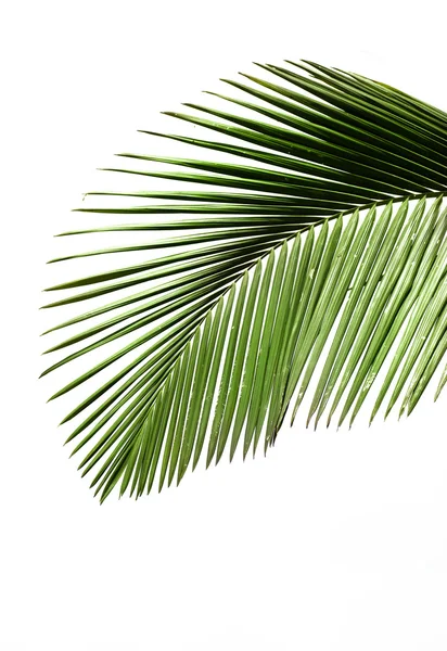 Листья пальмы — стоковое фото