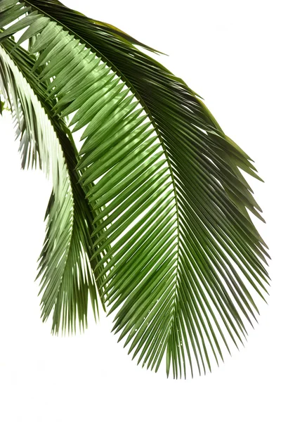 棕榈树的叶子 — 图库照片