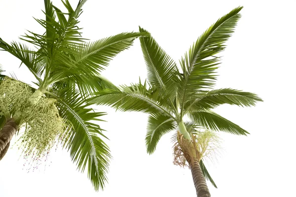 棕榈树 — 图库照片