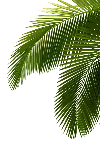 Hojas de palmera — Foto de Stock