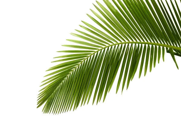 Feuilles de palmier — Photo