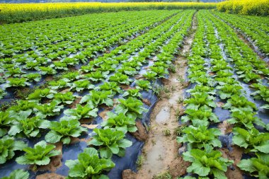 Chinese mustard field clipart