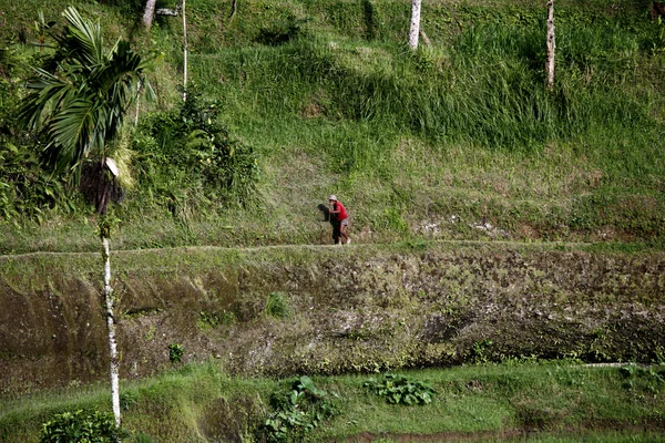 stock image Rice fields