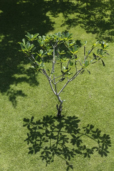 Sombra de árvore — Fotografia de Stock