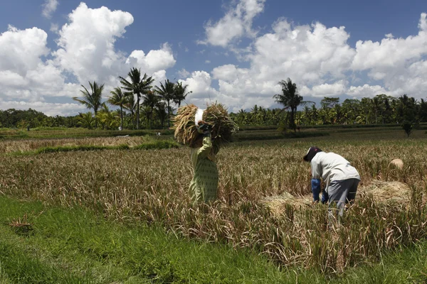 A rizsföldeken dolgozó munkavállalók Stock Kép