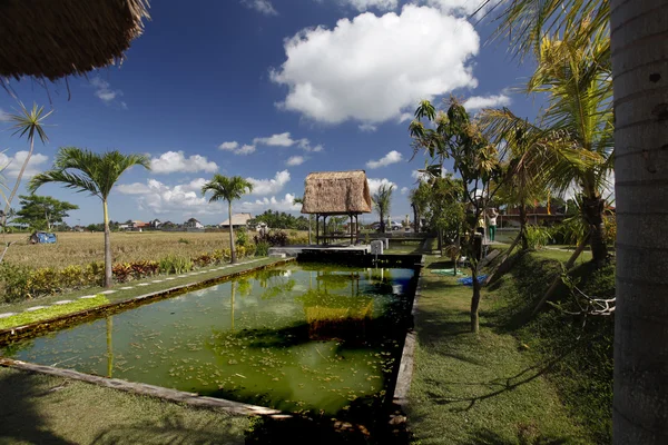 Casas de verano en los campos de arroz —  Fotos de Stock