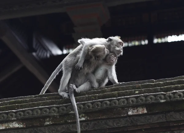 stock image Monkey forest