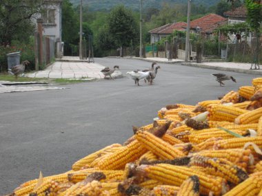 Mısır yeme kazların