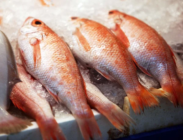 stock image Fish perch