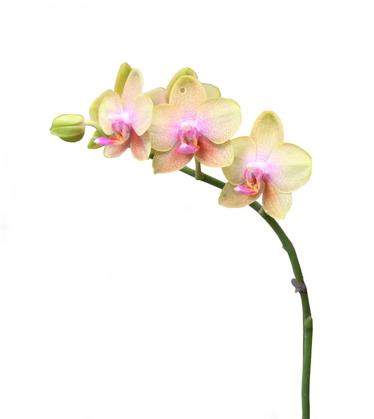 Крупный план розовой орхидеи — стоковое фото