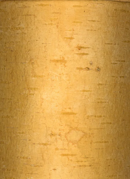 桦树皮 — 图库照片