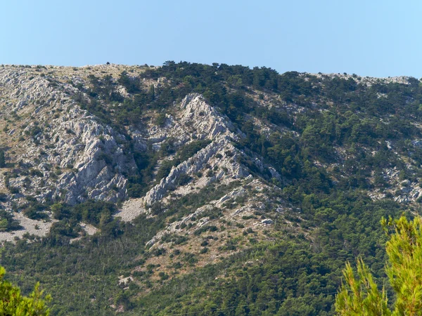 stock image Mountain covered with pine trees