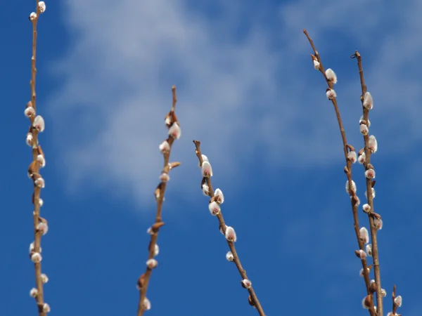 stock image Pussy willow