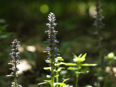 sunligted glade çiçekler