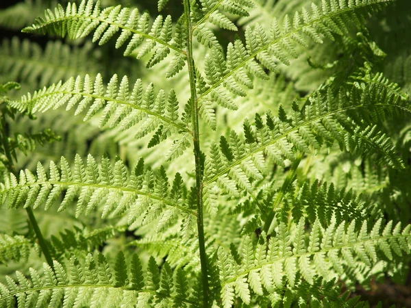 stock image Fern background