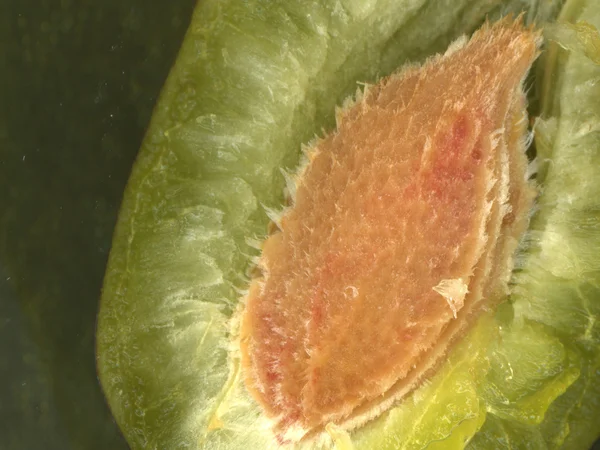 Closeup of green plum — Stock Photo, Image