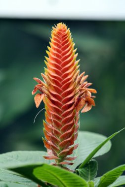 Aphelandra fuscopunctata clipart