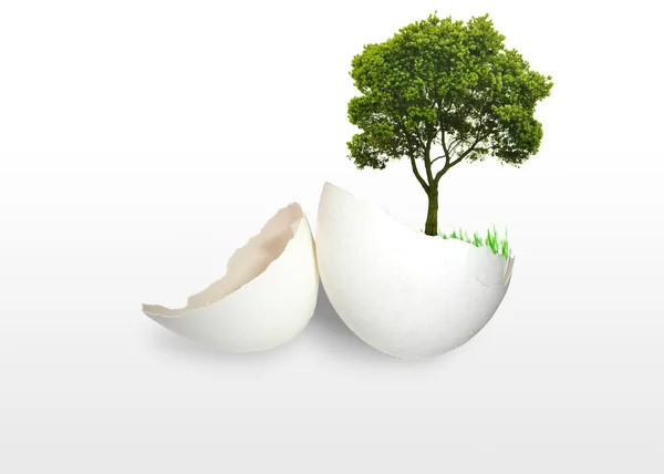 Green tree in egg — Stock Photo, Image