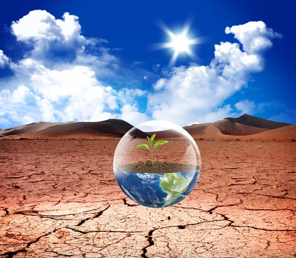 Earth green life in desert — Stock Photo, Image