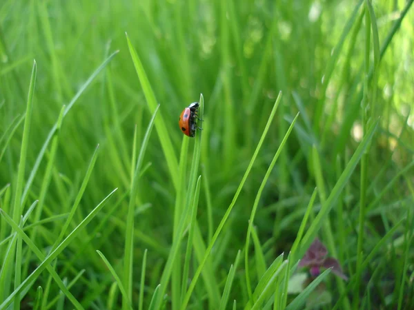 Nyckelpiga makro i gräs — Stockfoto