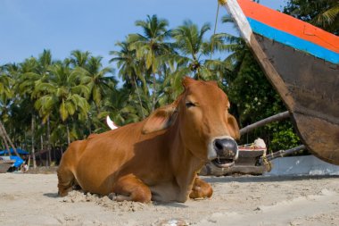 Cow on a beach clipart
