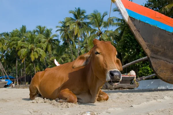 Stock image Cow on a beach