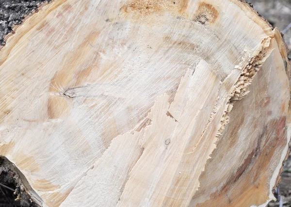 木材のスライス自然背景 — ストック写真