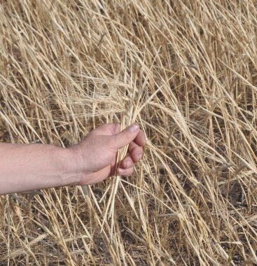 Golden kulak gleaning çiftçi