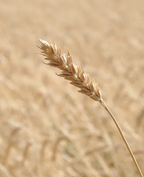 Golden wheat ear after the harvest — Stock Photo, Image