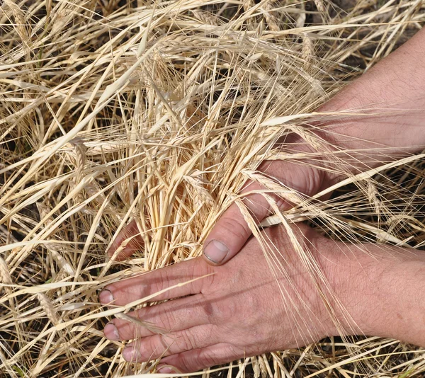 Closeup shot of gold wheat at hands — Stock Photo, Image