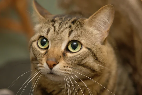 Полосатый кот с большими глазами — стоковое фото
