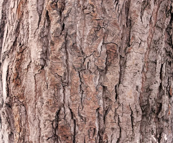 나무의 껍질의 갈색 구조 — 스톡 사진