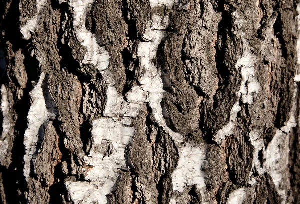 stock image Structure a bark of a tree of a birch