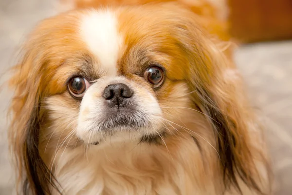 Собака с глазами грушными — стоковое фото