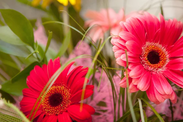 Bouquet with pink gerberas — Stock Photo, Image