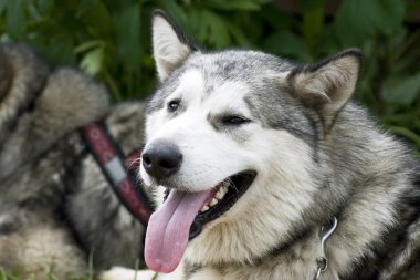 Malamute köpek