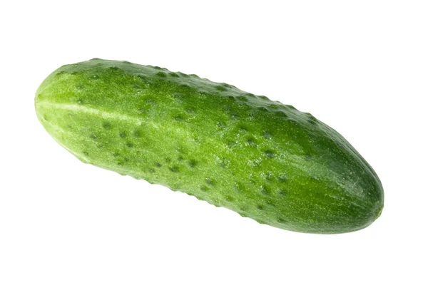 stock image Cucumber