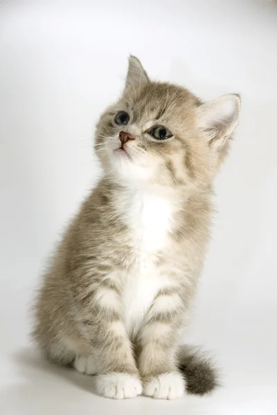 stock image Kitten