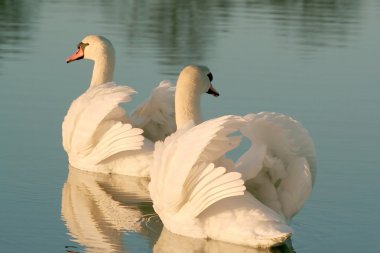 Swans at dusk clipart